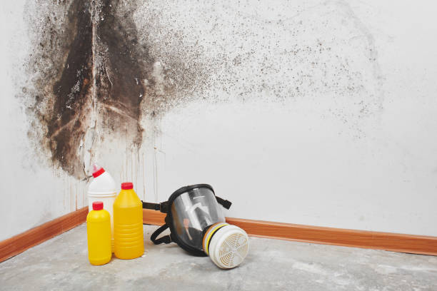 Best Black Mold Removal  in Deer Lodge, MT