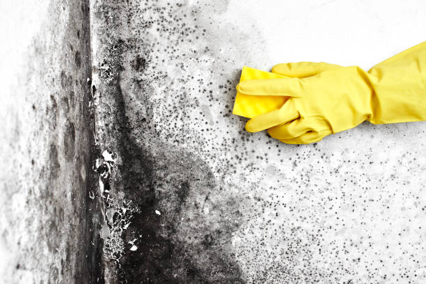 Best Same-Day Mold Removal  in Deer Lodge, MT