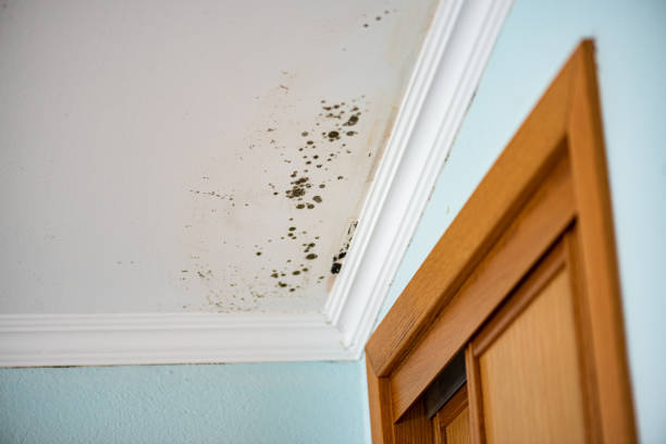 Best Crawl Space Mold Removal  in Deer Lodge, MT