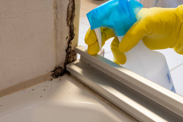 Best Mold Remediation  in Deer Lodge, MT