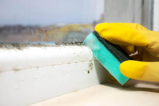 Best Black Mold Removal  in Deer Lodge, MT