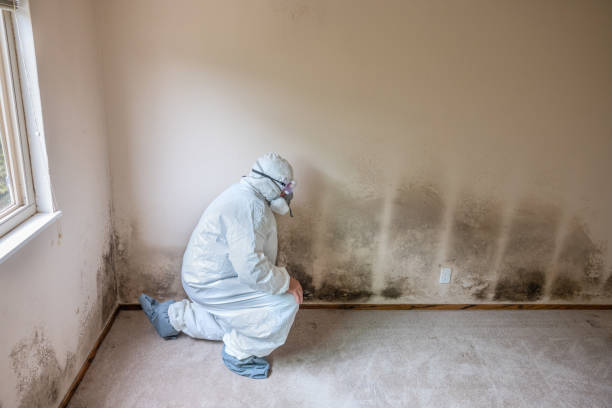 Best Certified Mold Removal  in Deer Lodge, MT