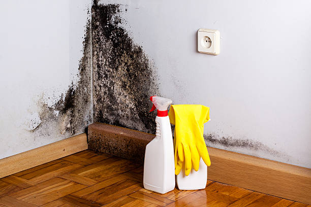 Best Emergency Mold Removal  in Deer Lodge, MT