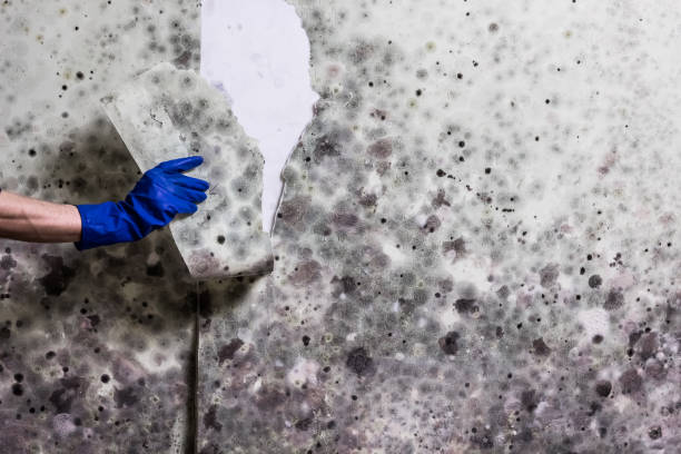 Best Mold Damage Repair  in Deer Lodge, MT