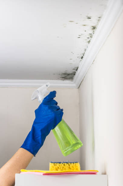 Certified Mold Removal in Deer Lodge, MT